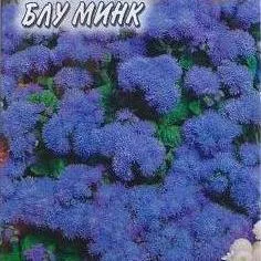 Агератум Блю минк