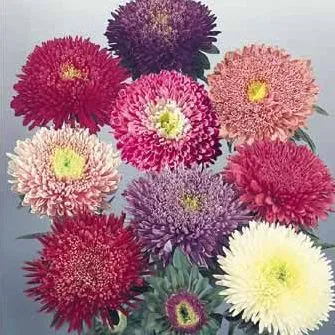 Астра китайская Стэнди