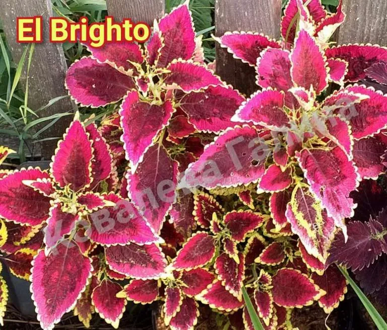 Колеус вегетативный El Brighto