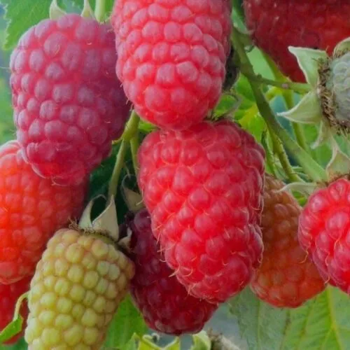 Малина Брянское Диво