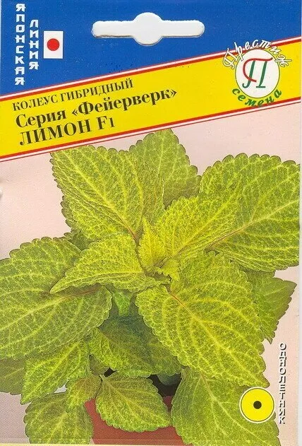 Колеус Фейерверк Лимон F1