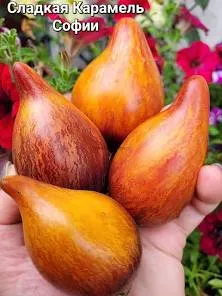 Томат Сладкая карамель Софии 