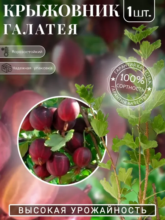 Крыжовник Галатея