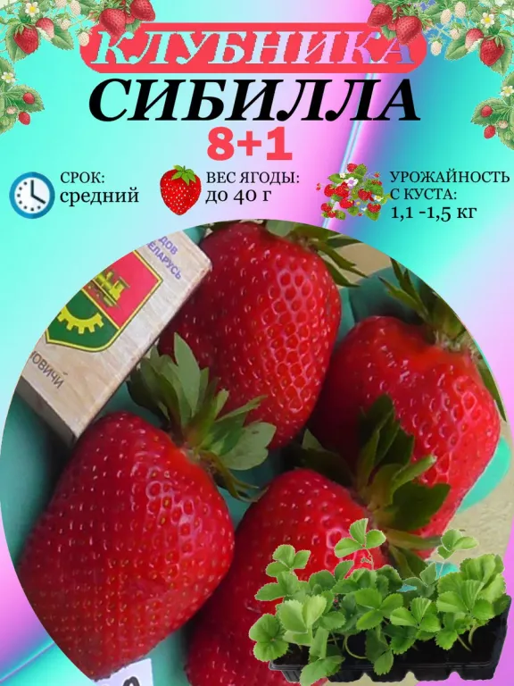 Клубника Сибилла
