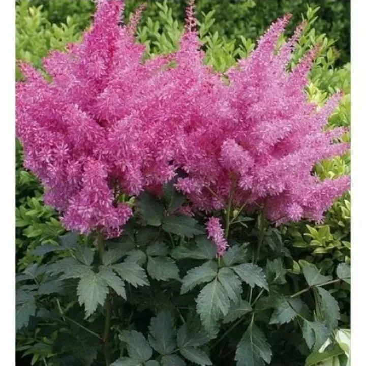 Астильба Ритм энд Бит