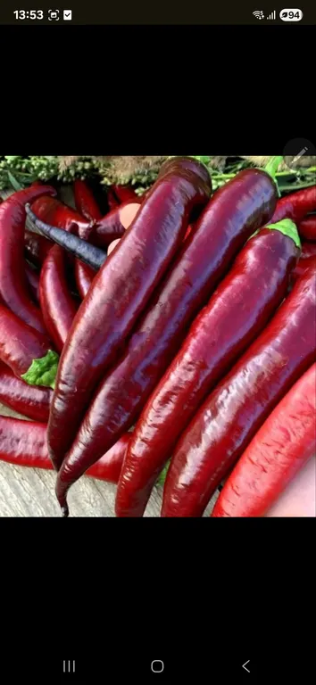 Маркони фиолетовый