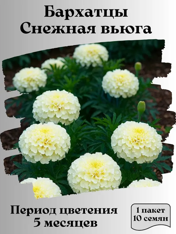 Бархатцы Снежная вьюга