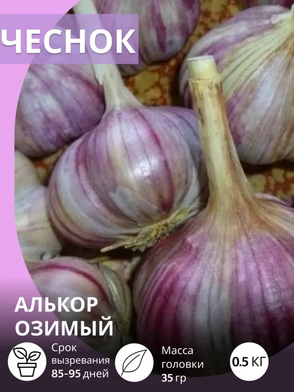 Чеснок Алькор озимый