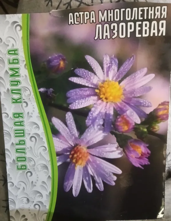 Астра Многолетняя Лазоревая