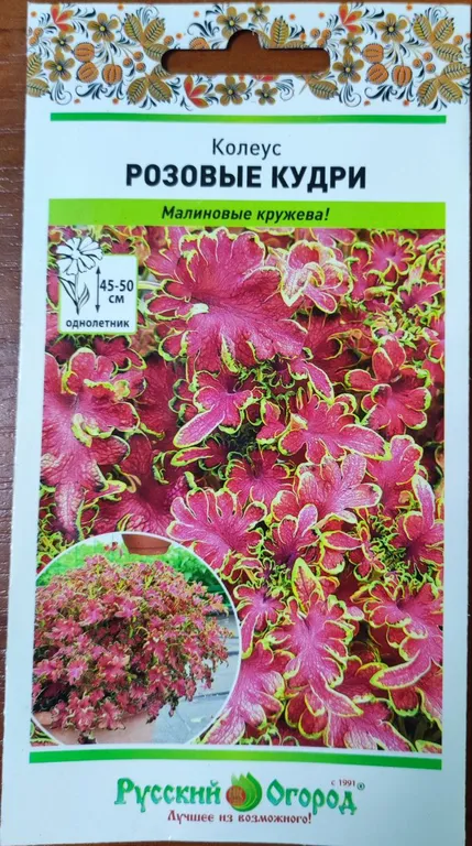 Колеус Розовые Кудри