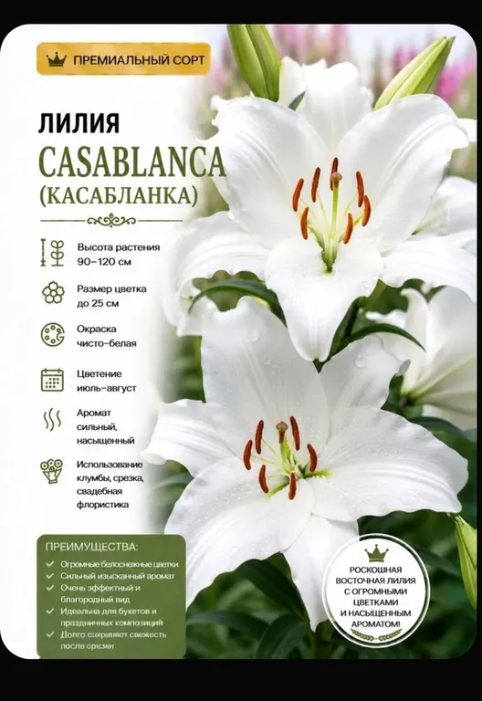 Касабланка