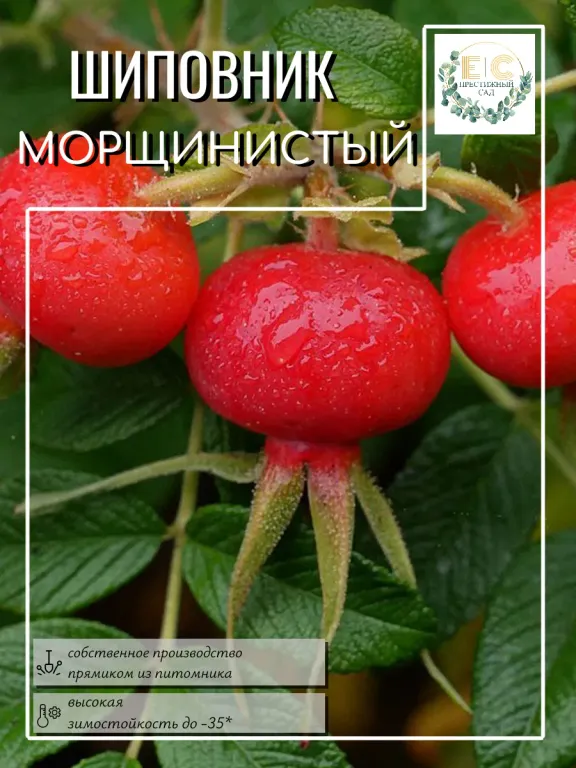 Шиповник Морщинистый  (роза ругоза)