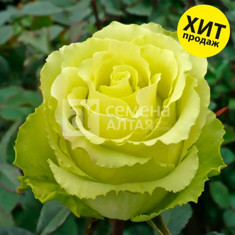 Роза Зеленый чай