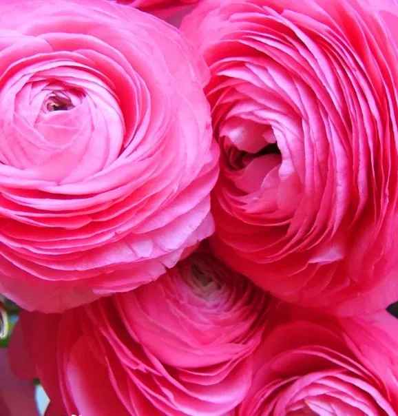 Мьюзик пинк