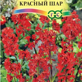 Лихнис вискария Красный шар