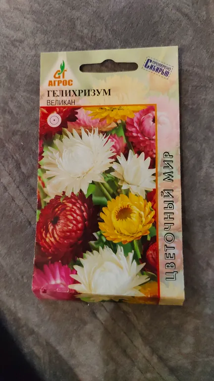 Гелихризум Великан