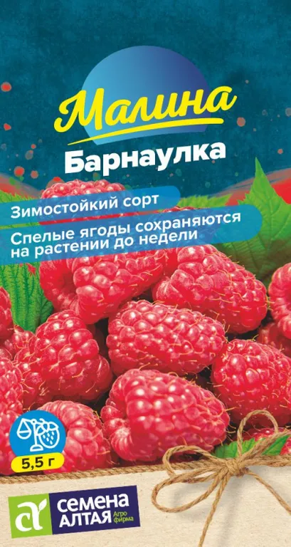 Малина Барнаулка красная