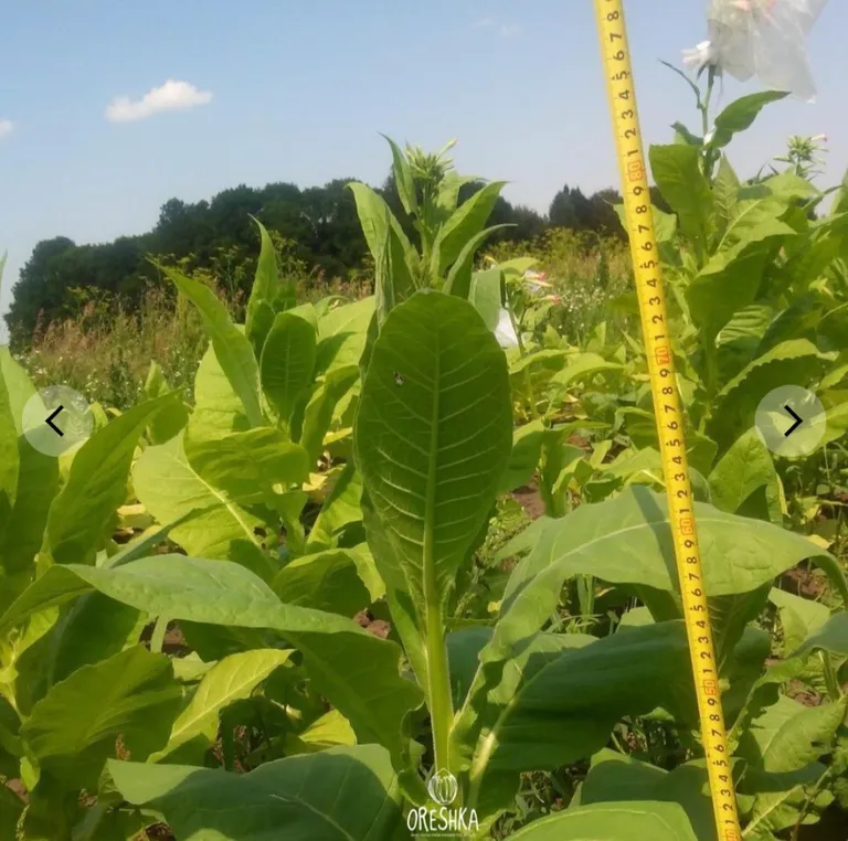 Табак Сигарный Connecticut Broadleaf