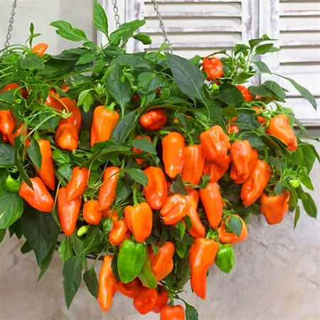 Перец Пепперс Фром Хевен Мини Свит Оранж F1