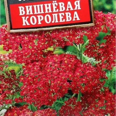 Тысячелистник обыкновенный Вишнёвая королева