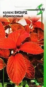 Колеус Визард Абрикосовый