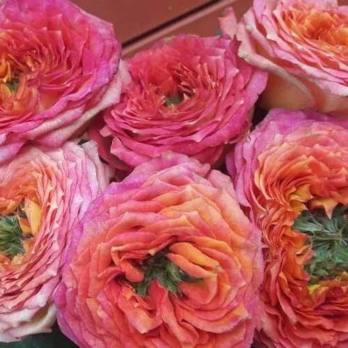 Роза чайно-гибридная Зеленый остров Самоа