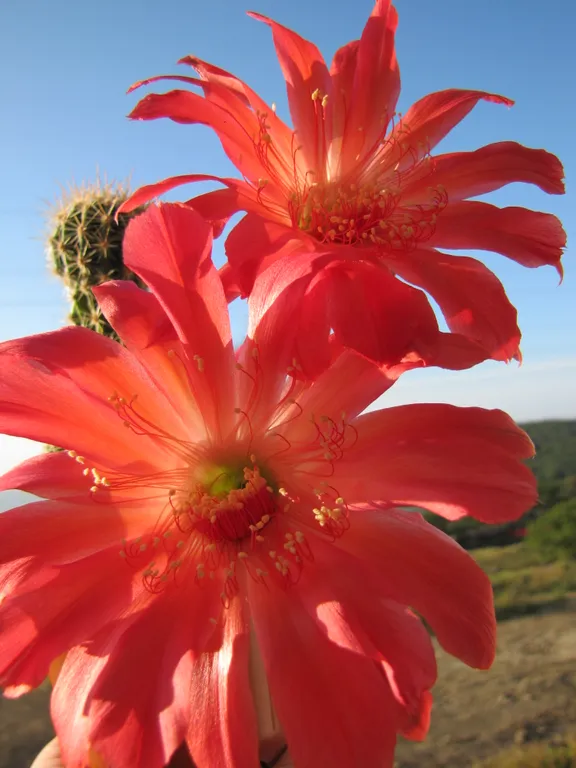 Эхинопсис гибридный "Infinity"