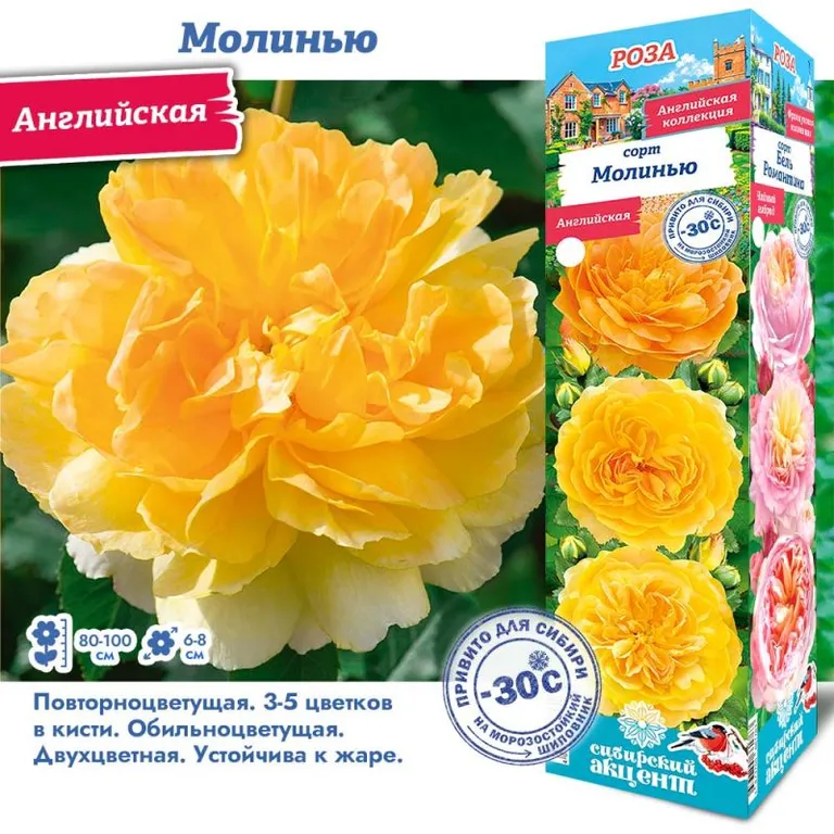  Роза английская Молинью 