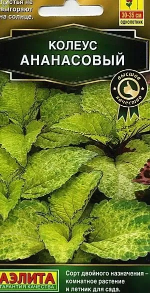 Колеус Блюме Ананасовый