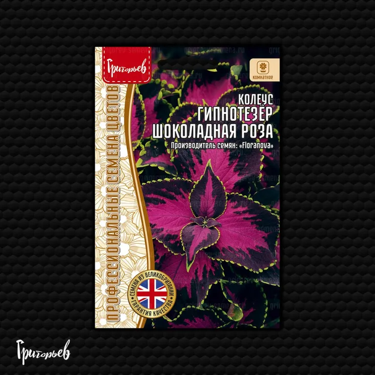 Колеус Гипнотизер Шоколадная роза