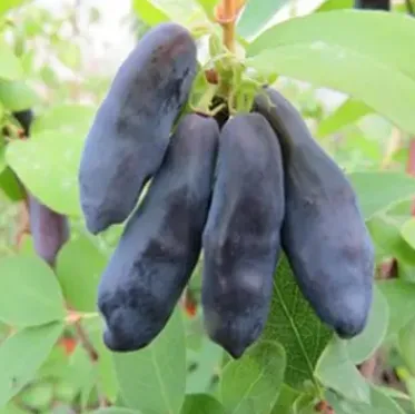 Жимолость Голубой банан