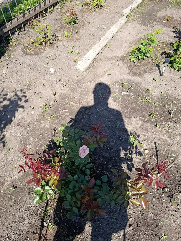 Роза плетистая Пьер де Ронсар