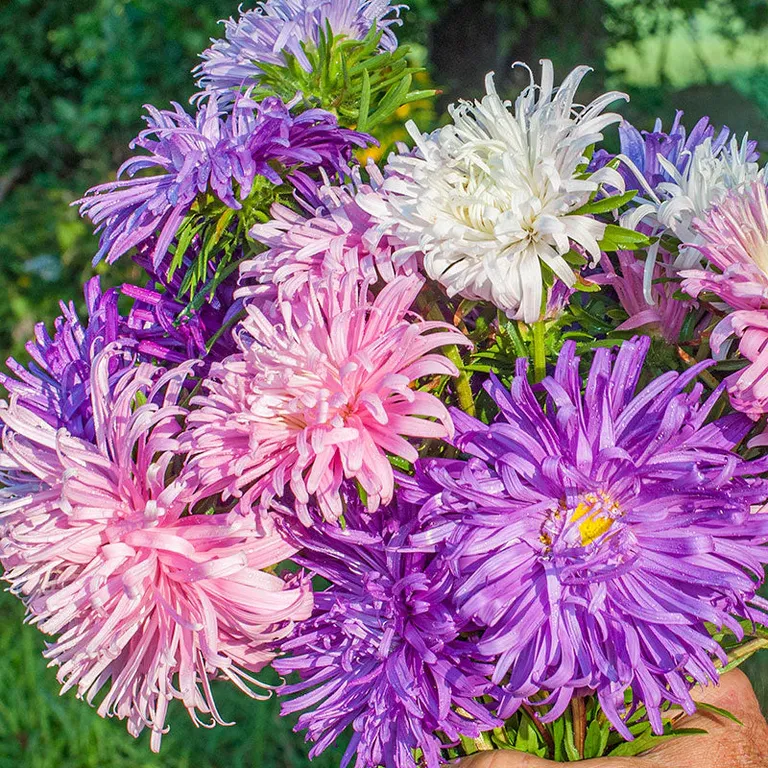 China Aster Giants of California
