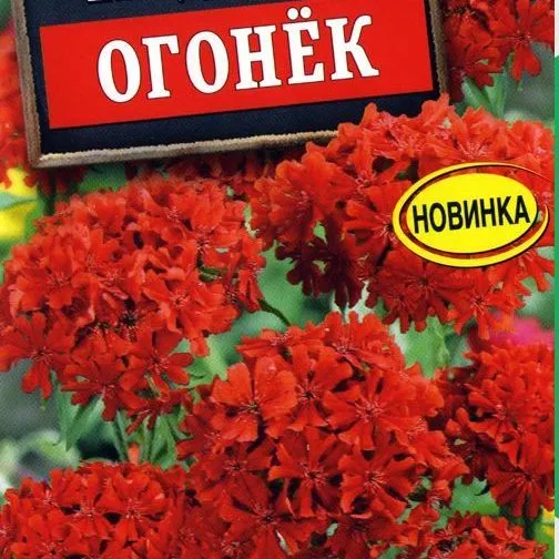 Лихнис халцедонский Огонёк