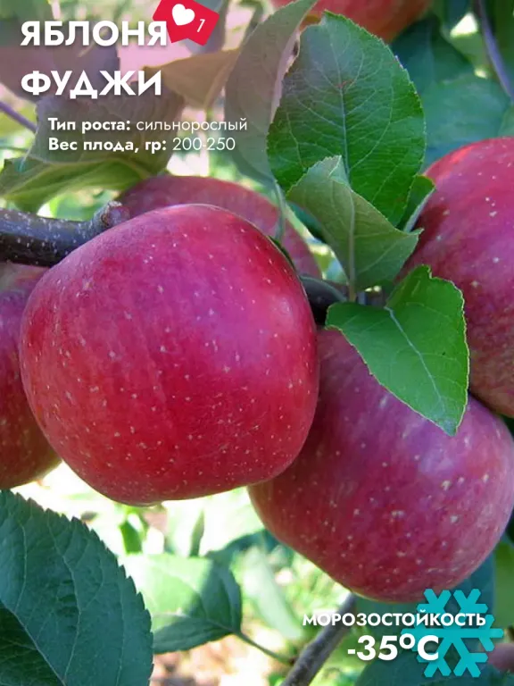 Яблоня Фуджи