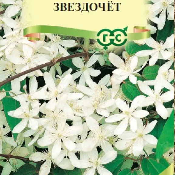 Клематис короткохвостый Звездочёт