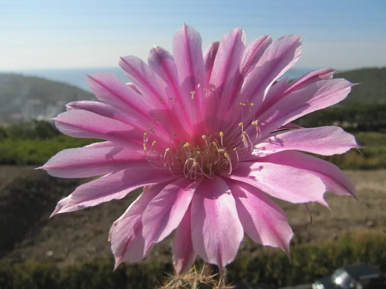 Эхинопсис гибридный "Sterntaler"