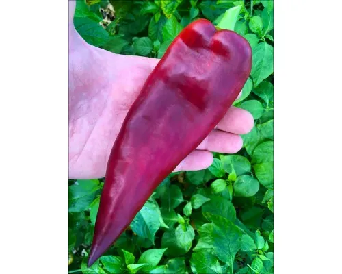 Перец сладкий Лайлак Белл