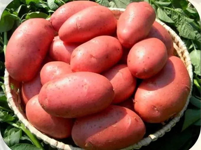 Картофель Лабелла