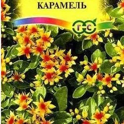 Очиток (седум) камчатский Карамель
