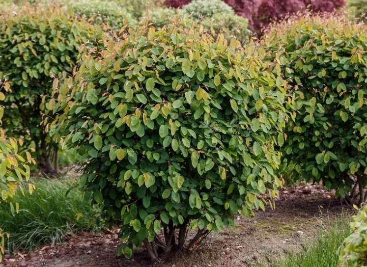 Ирга Ламарка ( Lamarckii Amelanchier)
