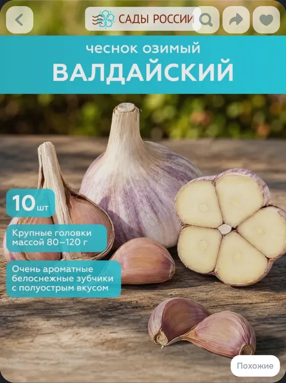 Чеснок озимый Валдайский