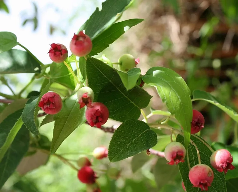 Ирга гладкая (Amelanchier laevis)