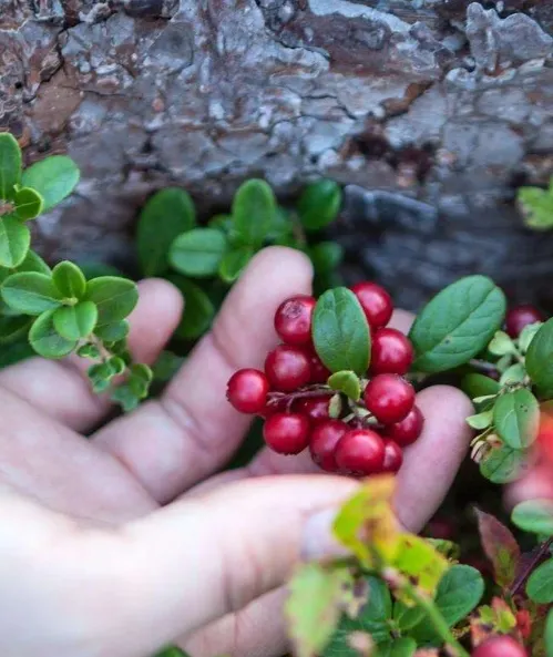 Брусника Red Pearl
