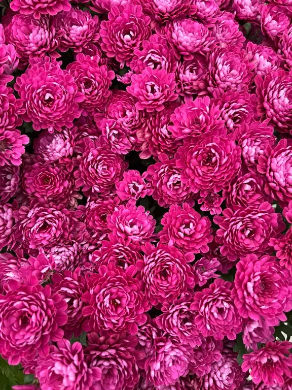 Хризантема мультифлора Меридиан Черри Пурпл  