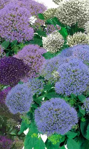 Трахелиум голубой Суприм смесь