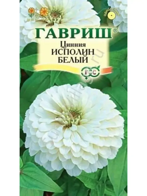 Исполин белый