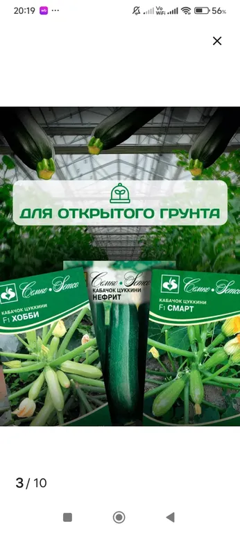 Кабачок цуккини Хобби F1