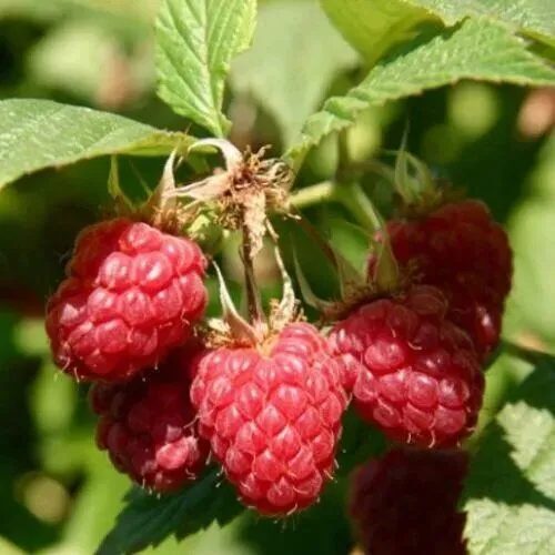 Малина Полька