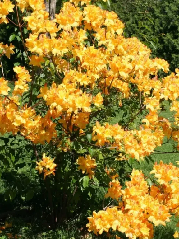 Рододендрон Голден Лайтс